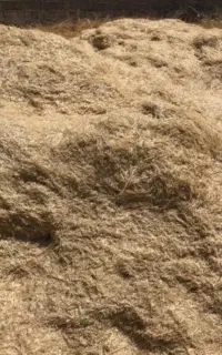 کاه گندم دیم