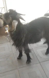 کهره