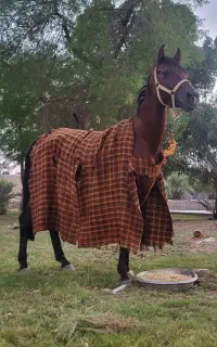 با سلام اسب نریون