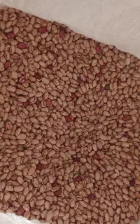 لوبیا چیتی
