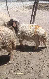 گوسفند داشتی