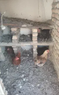 مرغ‌ تخم‌ گذار