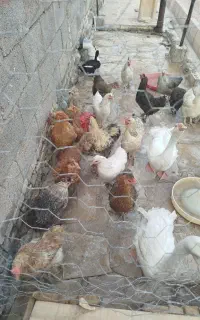 مرغ دیلگونی