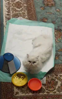 سلام یک گربه  علت مریضی رایگان واگذار می‌شود