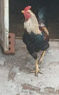 خروس لاری