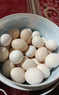 تخم مرغ محلی تازه