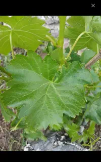 برگ انگور