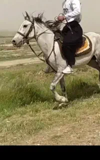 نریان