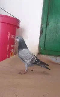 شش عدد جوجه طوقی اوچان