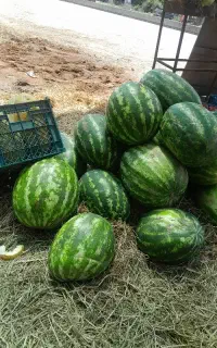 هندوانه خربزه به شرط