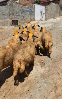 ۱۰ راس شک داشتی سنجابی