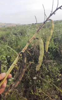بذر باقلای خارجی زود رس  وبذر باقلای  محلی
