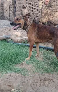 سگ ژرمن