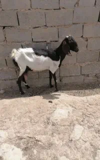 بز مری شیری