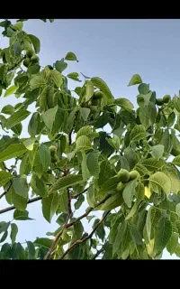 خرید . فروش . اجاره بالا درخت گردو.