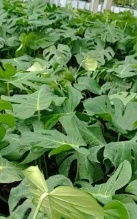 گیاه مانسترا(برگ انجیری)