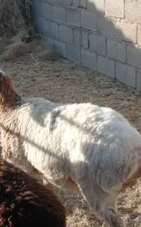 بره