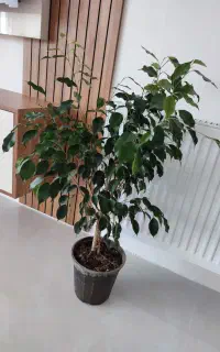 بنجامین سبز سرحال