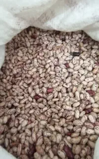 لوبیا چیتی محلی کیاسر