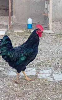 خروس