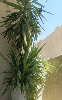 گل طبیعی