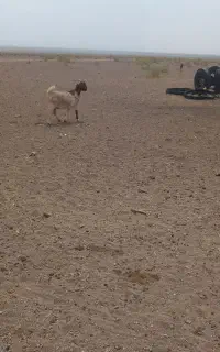 بز‌ابستن