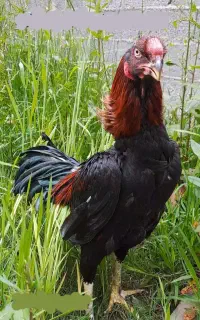 خروس لاری نسل دار