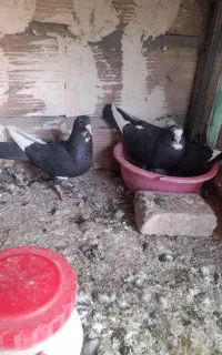 کبوتر پلنگ جفتی