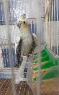 عروس هلندی ماده
