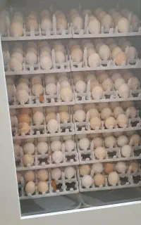 جوجه کشی حرفه ای