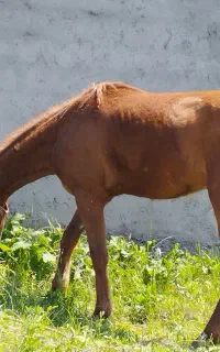 کره اسب ۱۸ ماهه