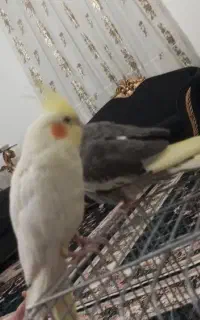 دو عدد عروس هلندی