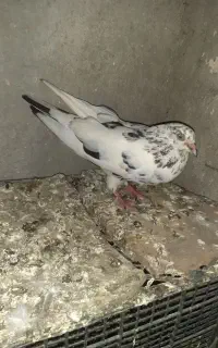 کبوتر