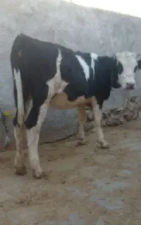 گوساله ماده