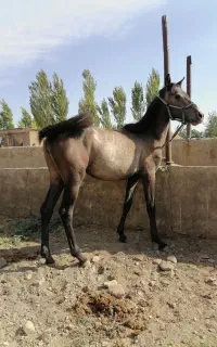 کره اسب