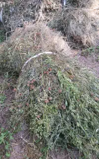 یونجه باغی