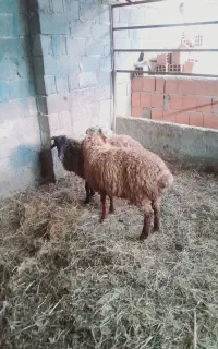 ۲دعد بره نر جنس