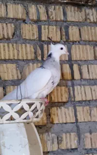 طوق الماسی ماده