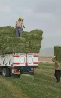 فروش یونجه پرس