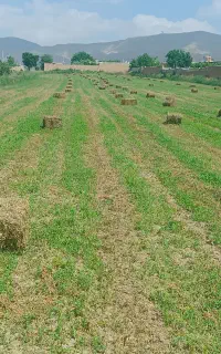 پرس یونجه