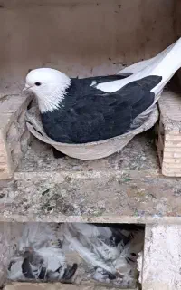 کفتر حسابی