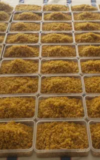 پیاز داغ طلایی