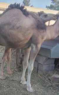 هاشی شتر