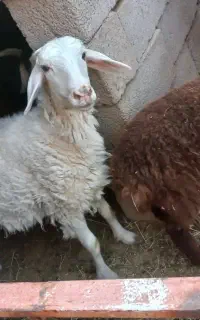 گوسفند