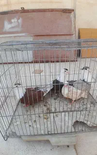 ۴تاسرسفیدفروشی