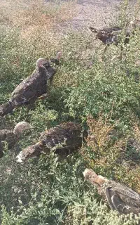 بوقلمون