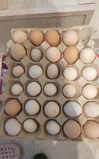تخم مرغ،،لهستانی،ابریشمی