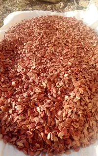 تخمه هندوانه بذری