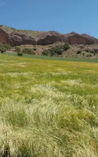 جو دیم