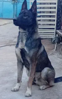 سگ مالینیوز گم شده